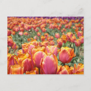Tulpenblumen-Festival Postkarten Tulpen Floral