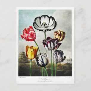 Tulpenblumen-Kunstwerk Feiertagspostkarte