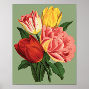 Tulpenblumen Poster