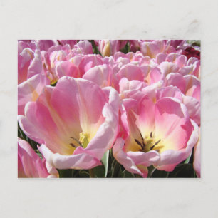 Tulpenblumen Postkarten Rosa Tulpen Garten Frühlin