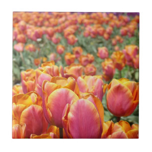 Tulpenblumenfest Feld Fliesen Kunst Tulpen