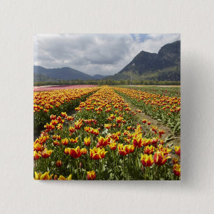 Tulpenfarm in der Nähe von Agassiz, British Columb Button