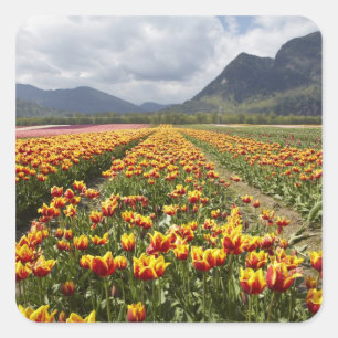 Tulpenfarm in der Nähe von Agassiz, British Columb Quadratischer Aufkleber