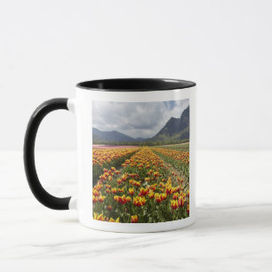 Tulpenfarm nahe Agassiz, British Columbia, Tasse