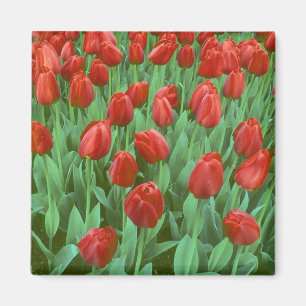 Tulpenfeld blüht im Frühling. Magnet