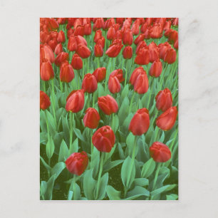 Tulpenfeld blüht im Frühling. Postkarte