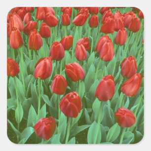 Tulpenfeld blüht im Frühling. Quadratischer Aufkleber
