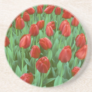 Tulpenfeld blüht im Frühling. Sandstein Untersetzer