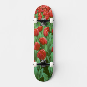 Tulpenfeld blüht im Frühling. Skateboard