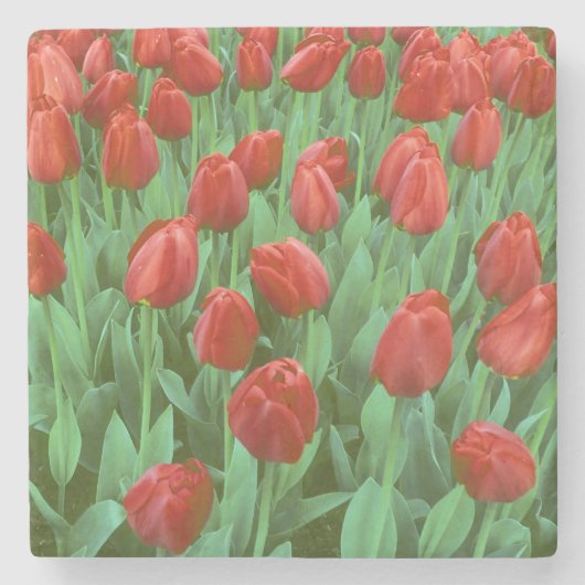 Tulpenfeld blüht im Frühling. Steinuntersetzer (Vorderseite)