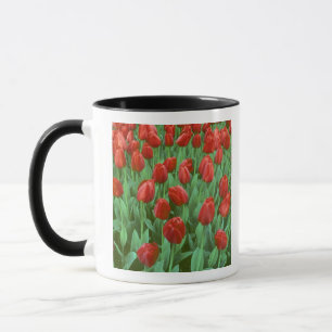 Tulpenfeld blüht im Frühling. Tasse
