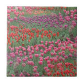 Tulpenfeld Fliese (Vorderseite)