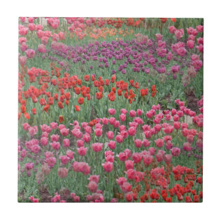 Tulpenfeld Fliese
