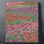 Tulpenfeld Fotoplatte<br><div class="desc">Zeitlos,  elegant buntes Tulpenfeld. Rosa,  lila,  rot,  in einem grünen Bett.</div>