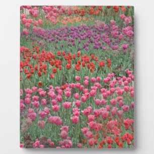 Tulpenfeld Fotoplatte