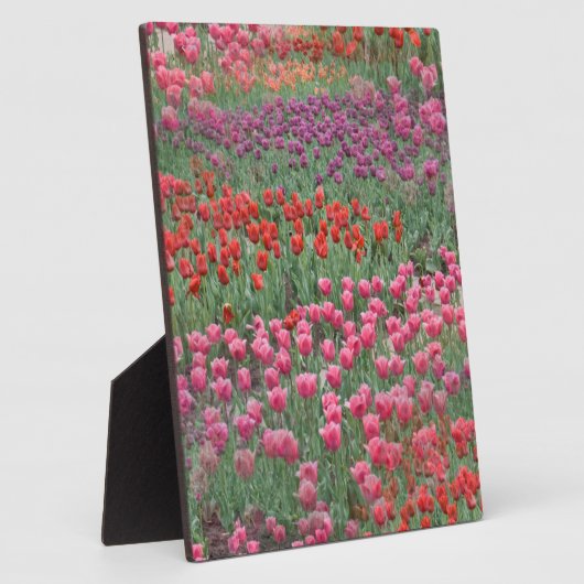 Tulpenfeld Fotoplatte (Seite)