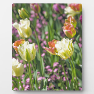 Tulpenfeld Fotoplatte