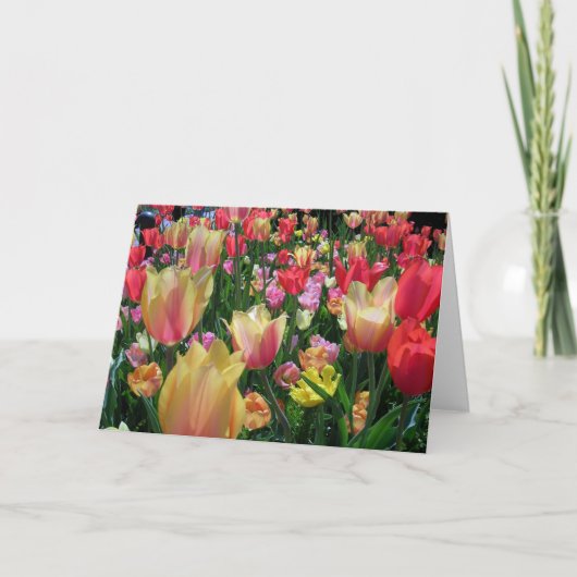 Tulpenfeld Karte (Vorderseite)
