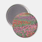 Tulpenfeld Magnet (Vorderseite/Rückseite)
