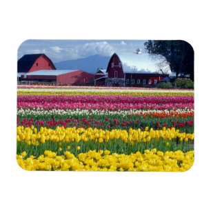 Tulpenfeld Magnet