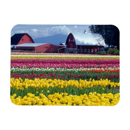 Tulpenfeld Magnet (Horizontal)