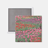Tulpenfeld Magnet (Vorderseite/Rückseite)