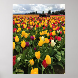 Tulpenfeld mit altem Traktor, Oregon Poster