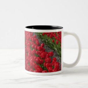 Tulpenfeld, Niederlande, Holland Zweifarbige Tasse
