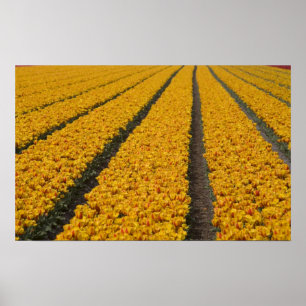 Tulpenfeld, Niederlande Poster