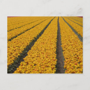Tulpenfeld, Niederlande Postkarte