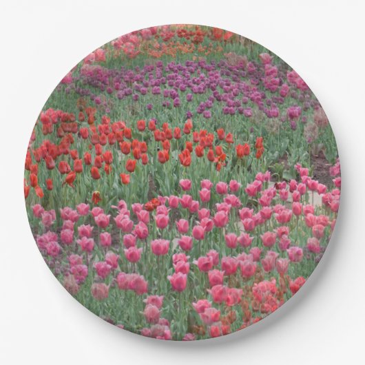 Tulpenfeld Pappteller (Vorderseite)