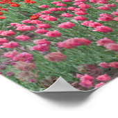 Tulpenfeld Poster (Ecke)
