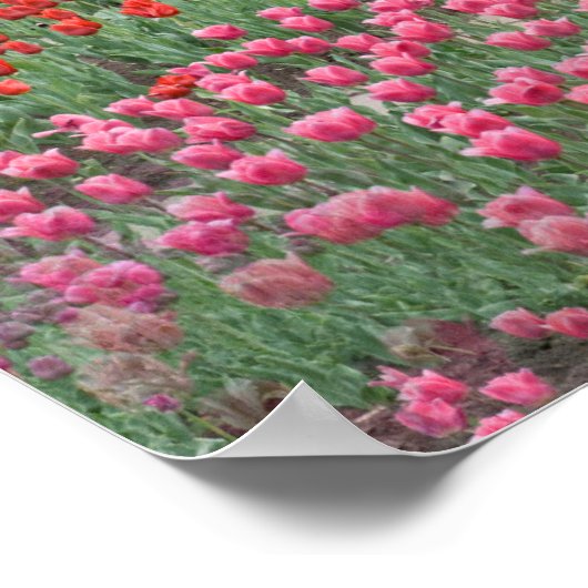 Tulpenfeld Poster (Ecke)