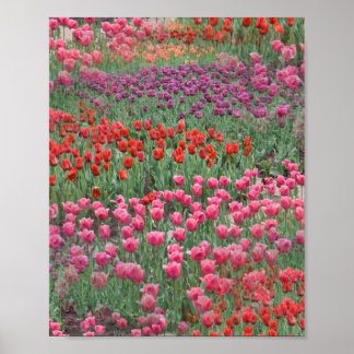 Tulpenfeld Poster