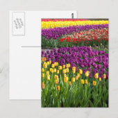 Tulpenfeld Postkarte (Vorne/Hinten)