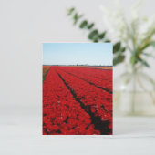 Tulpenfeld Postkarte (Stehend Vorderseite)