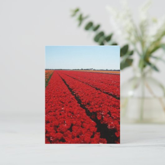 Tulpenfeld Postkarte (Stehend Vorderseite)