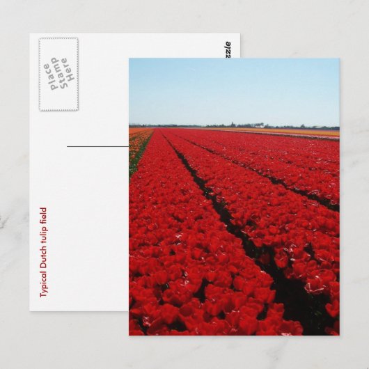 Tulpenfeld Postkarte (Vorne/Hinten)