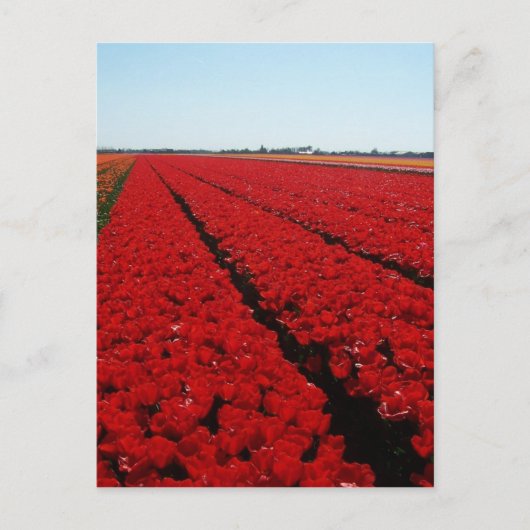 Tulpenfeld Postkarte (Vorderseite)