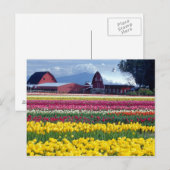 Tulpenfeld Postkarte (Vorne/Hinten)