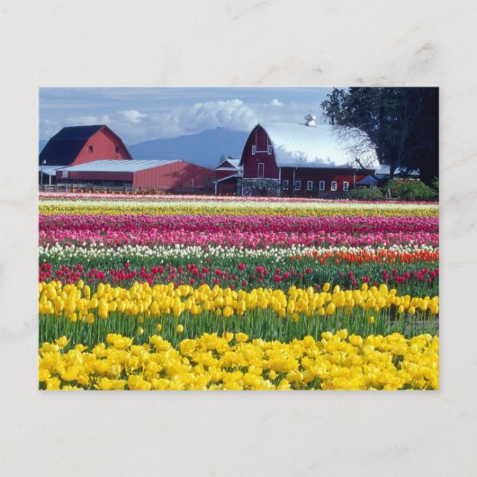 Tulpenfeld Postkarte (Vorderseite)