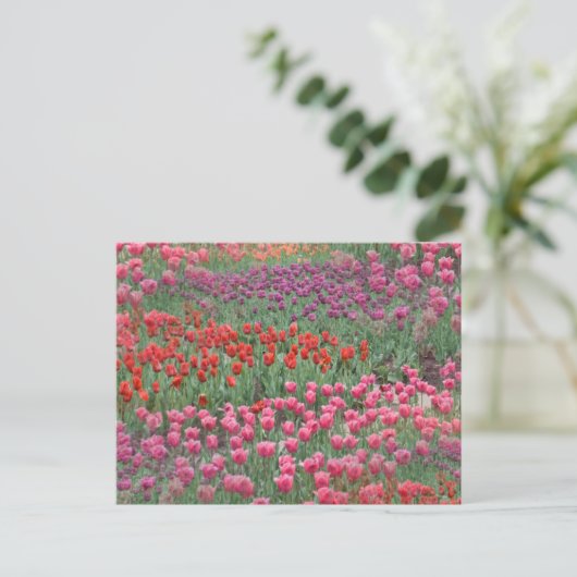 Tulpenfeld Postkarte (Stehend Vorderseite)