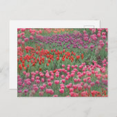 Tulpenfeld Postkarte (Vorne/Hinten)
