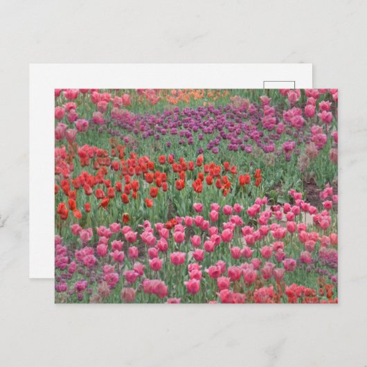 Tulpenfeld Postkarte (Vorne/Hinten)