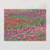Tulpenfeld Postkarte (Vorderseite)