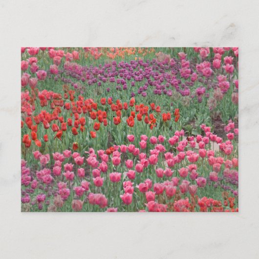 Tulpenfeld Postkarte (Vorderseite)