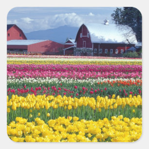 Tulpenfeld Quadratischer Aufkleber