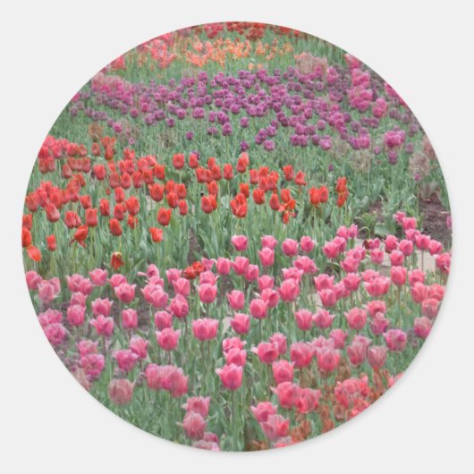 Tulpenfeld Runder Aufkleber (Vorderseite)
