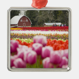 Tulpenfelder von Mt. Vernon, Skagit County, WA Ornament Aus Metall