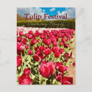 Tulpenfest, Dandenong Ranges, Victoria Postkarte